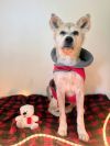 Bambi photo 3