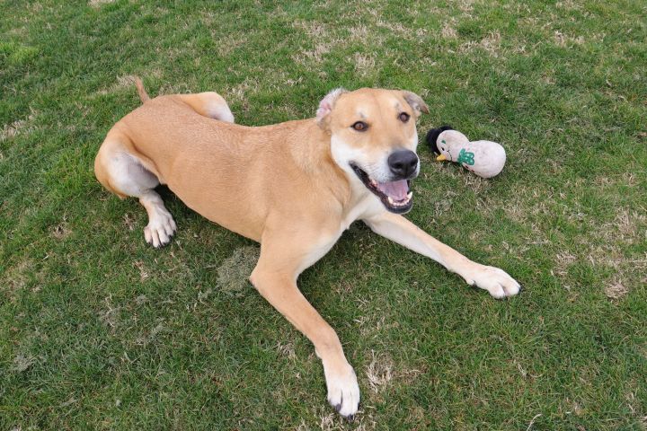 Penny, an adoptable Great Dane & Labrador Retriever Mix in Clovis, CA_image-6