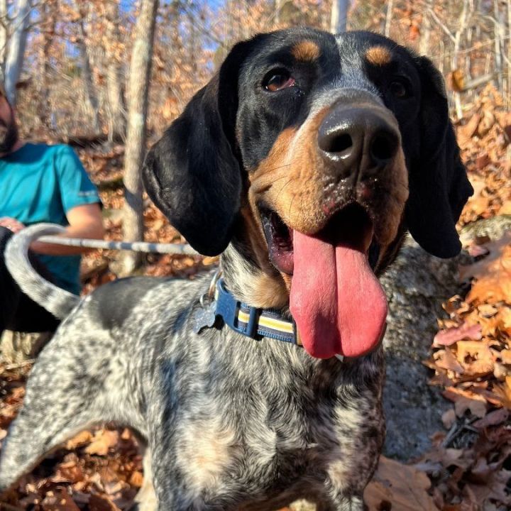 Bluetick coonhound deals stuffed animal