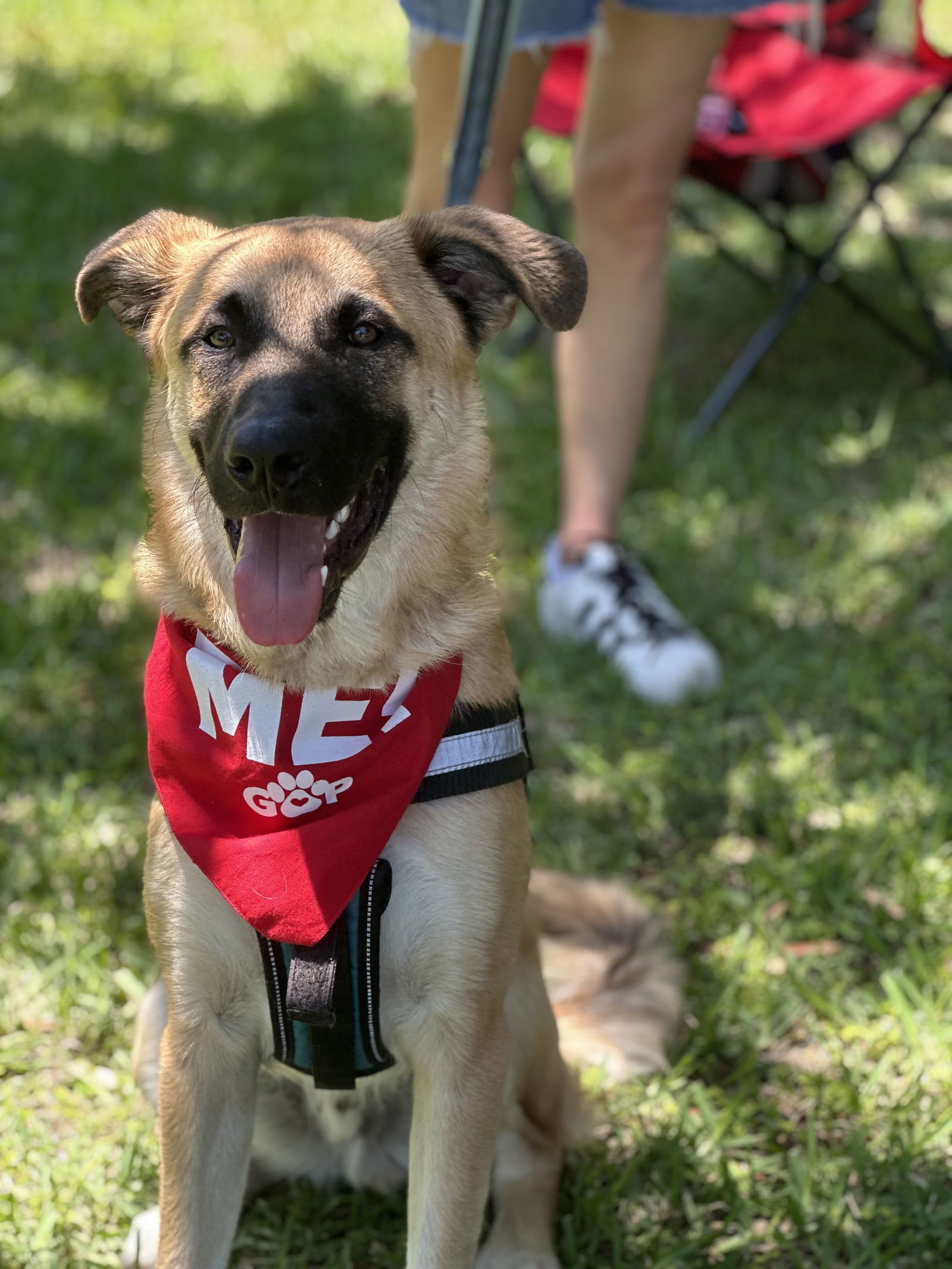 Anatolian Shepherd Rescue Texas - 9toen02