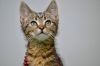 Whiz Cat