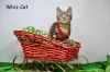 Whiz Cat
