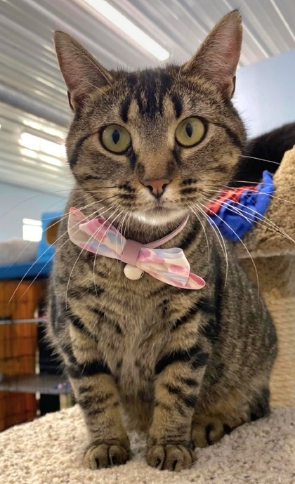 Tabbytha, an adoptable Domestic Short Hair in De Soto, IA, 50069 | Photo Image 1