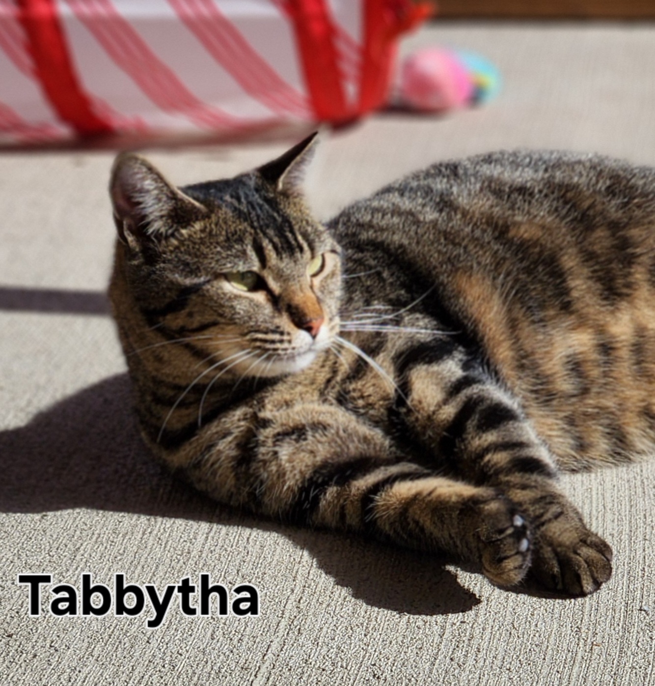 Tabbytha, an adoptable Domestic Short Hair in De Soto, IA, 50069 | Photo Image 2