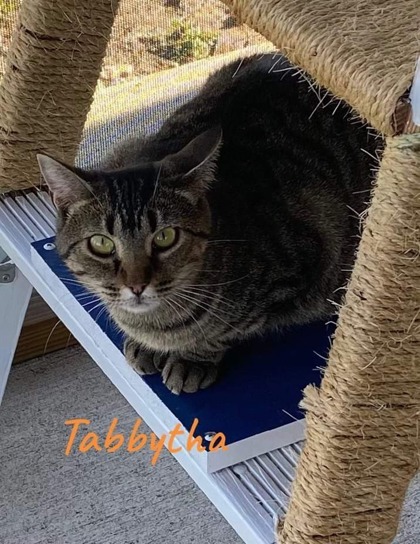 Tabbytha, an adoptable Domestic Short Hair in De Soto, IA, 50069 | Photo Image 3