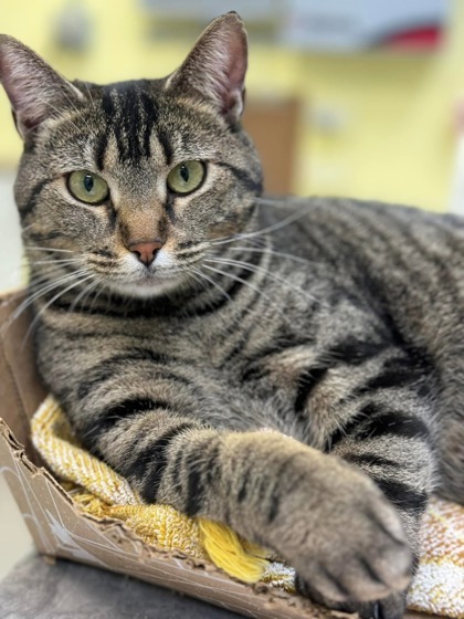 Tabbytha, an adoptable Domestic Short Hair in De Soto, IA, 50069 | Photo Image 3