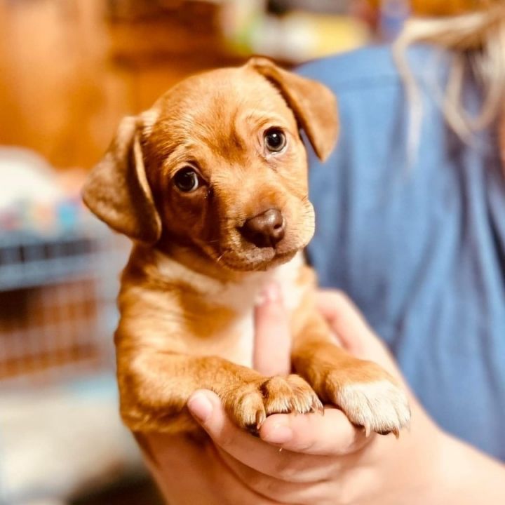 Pets for Adoption at Empire Animal Rescue Society, in Salamanca, NY