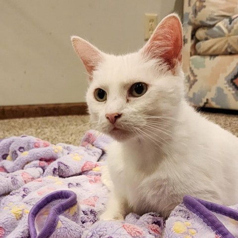 Rain Leigh, an adoptable Domestic Short Hair in Wichita, KS, 67278 | Photo Image 4