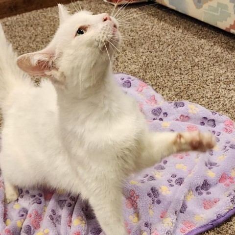 Rain Leigh, an adoptable Domestic Short Hair in Wichita, KS, 67278 | Photo Image 5