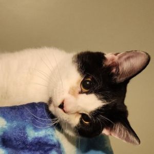 Beluga: Adoptable Male Cat in Wichita, KS