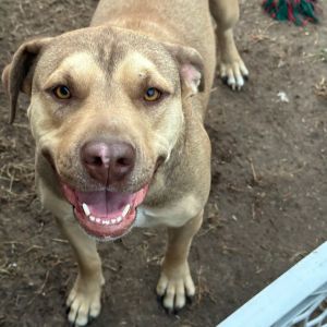 Frida, Adult Female Labrador Retriever