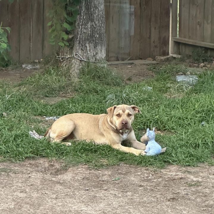 Frida 2