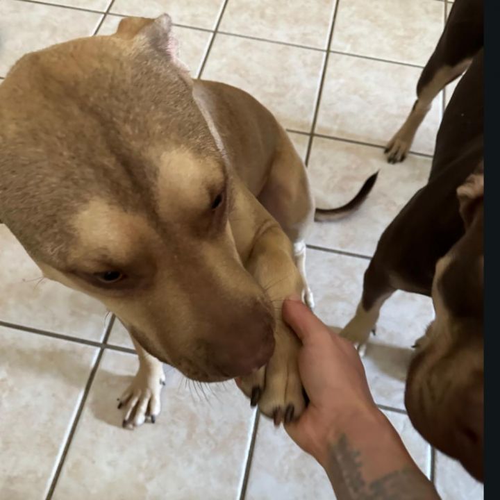 Frida 4
