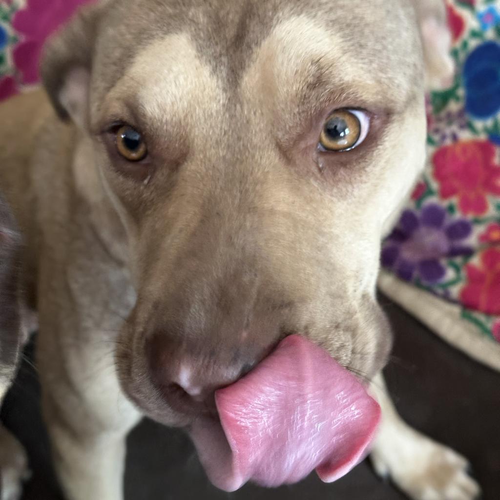 Frida