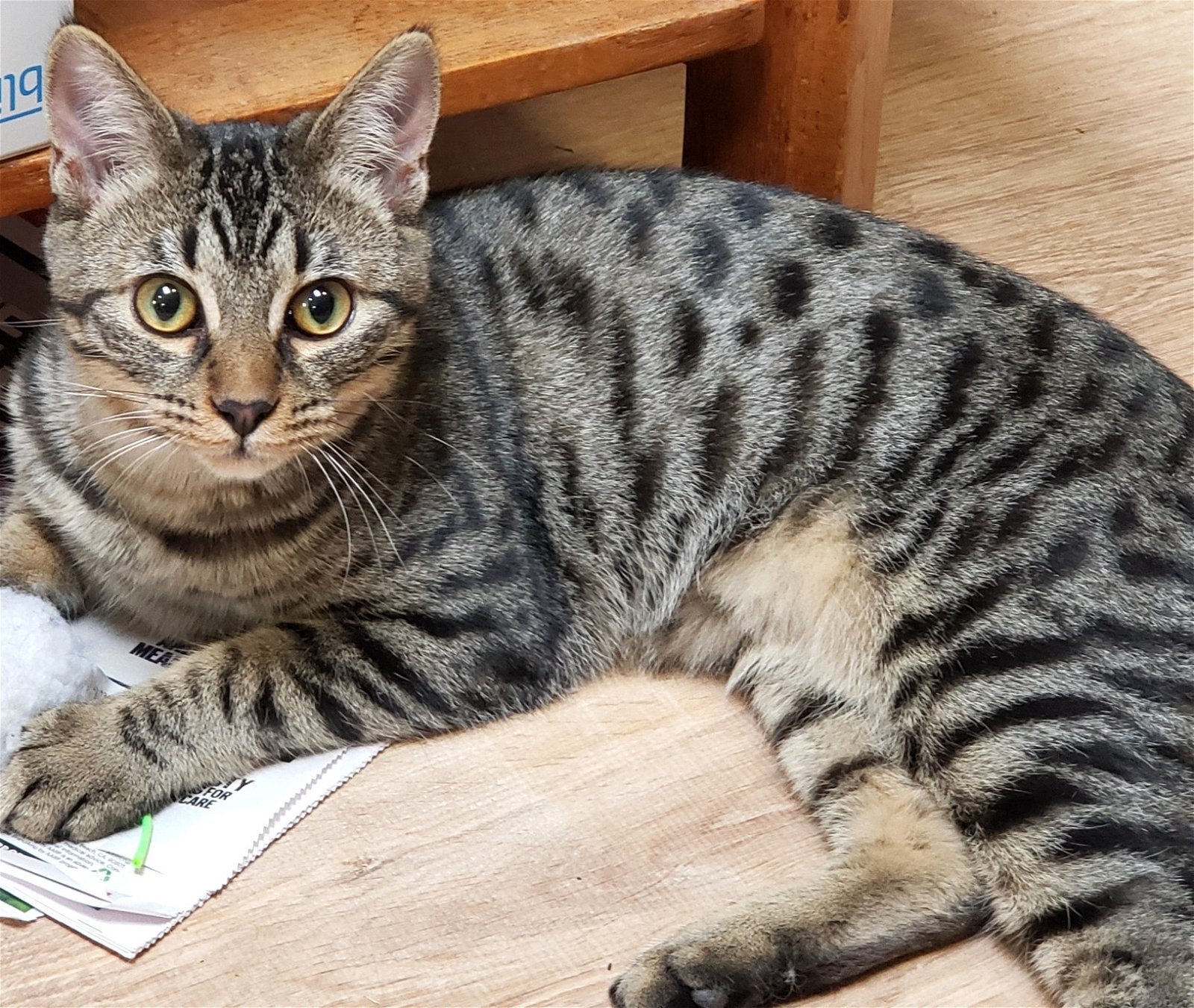 Star, an adoptable Domestic Short Hair, Tabby in Springfield, OR, 97475 | Photo Image 1