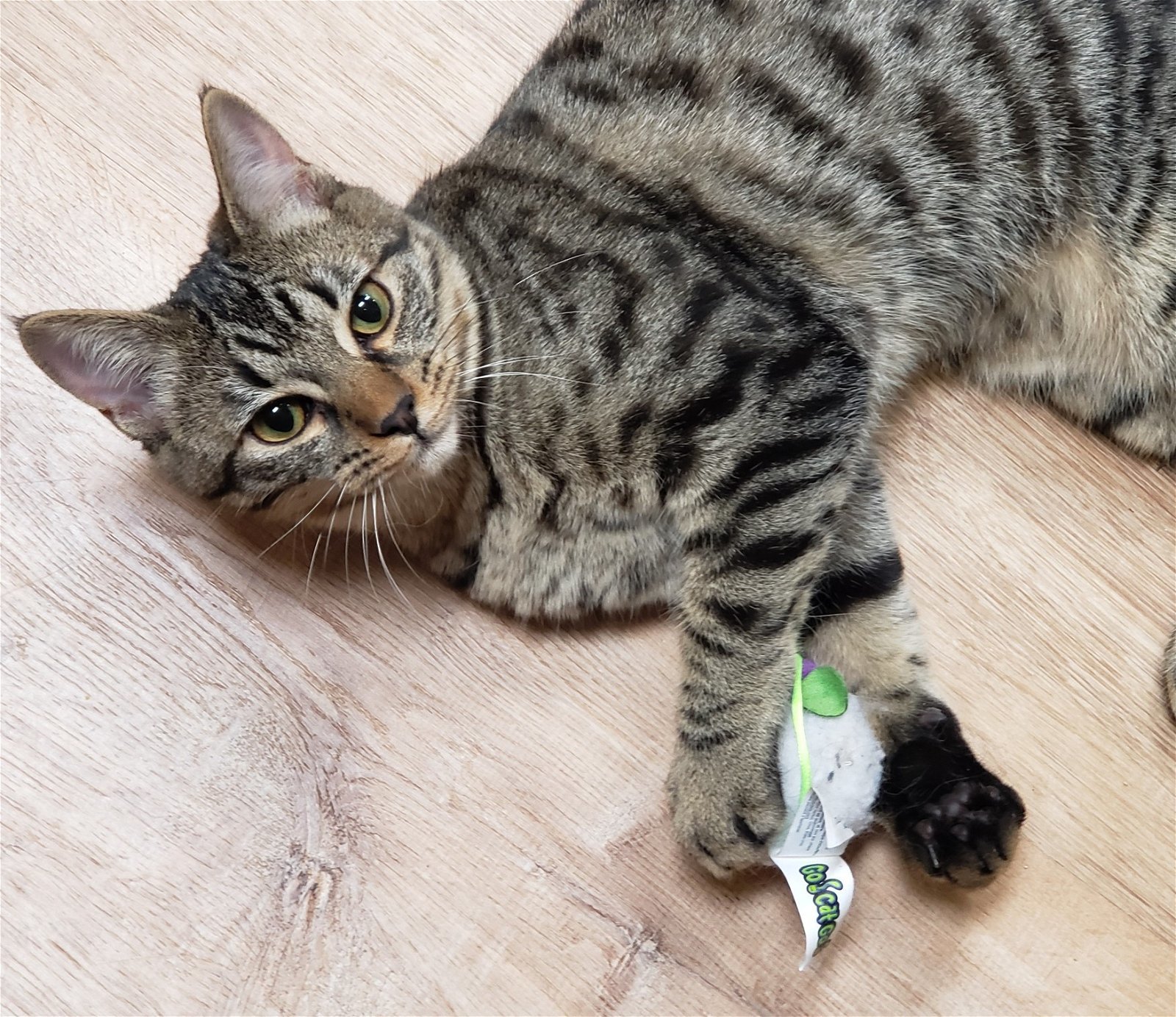 Star, an adoptable Domestic Short Hair, Tabby in Springfield, OR, 97475 | Photo Image 2