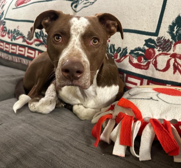 Oliver, an adoptable Pit Bull Terrier, Labrador Retriever in Florissant, MO, 63034 | Photo Image 2