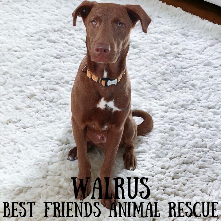 Walrus 2