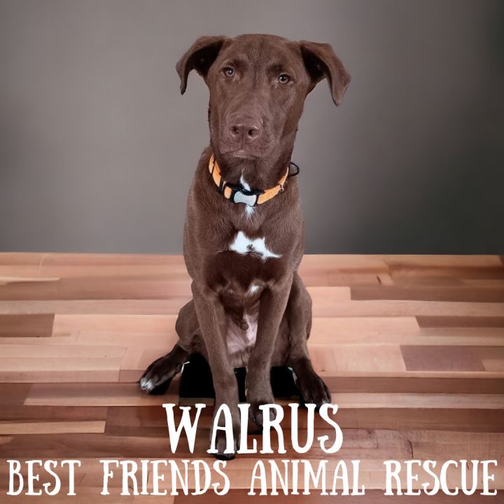 Walrus 3