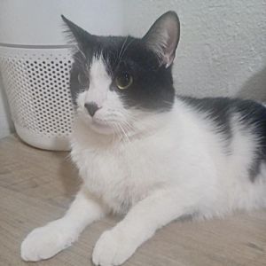 John Belushi Domestic Short Hair Cat