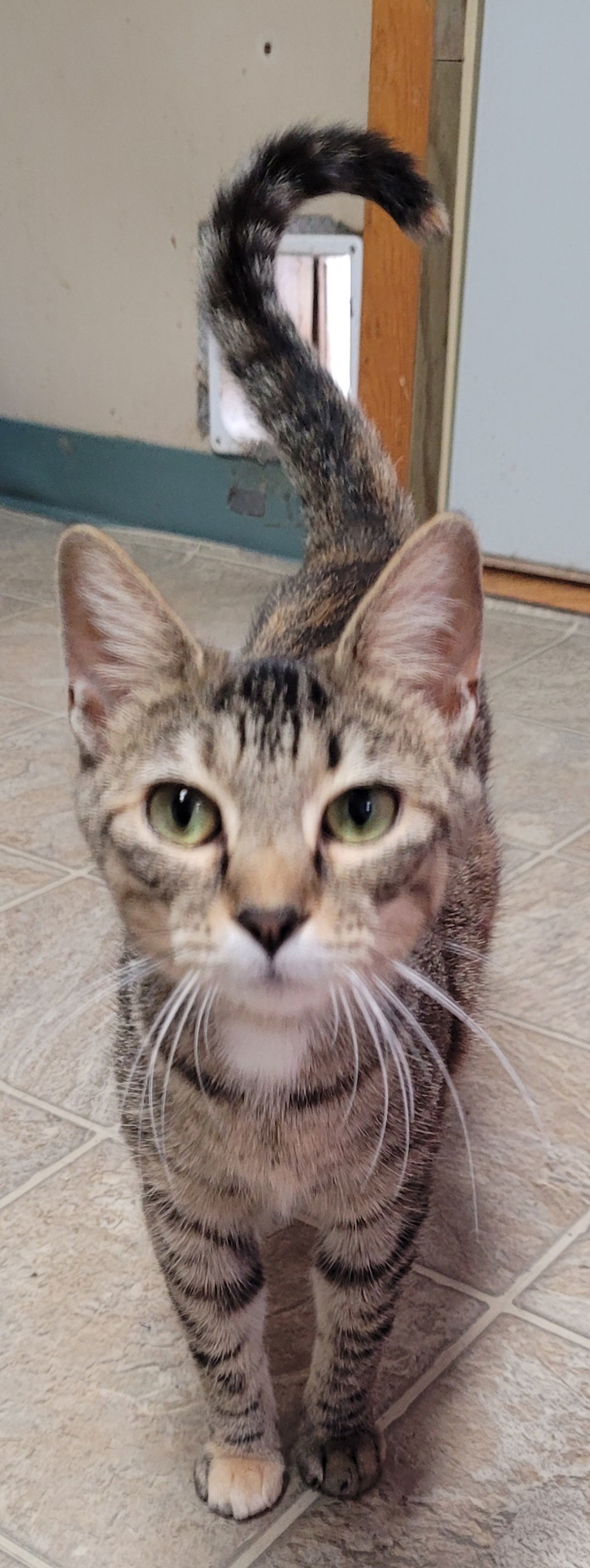 Marble, an adoptable Domestic Short Hair, Tabby in Stover, MO, 65078 | Photo Image 1