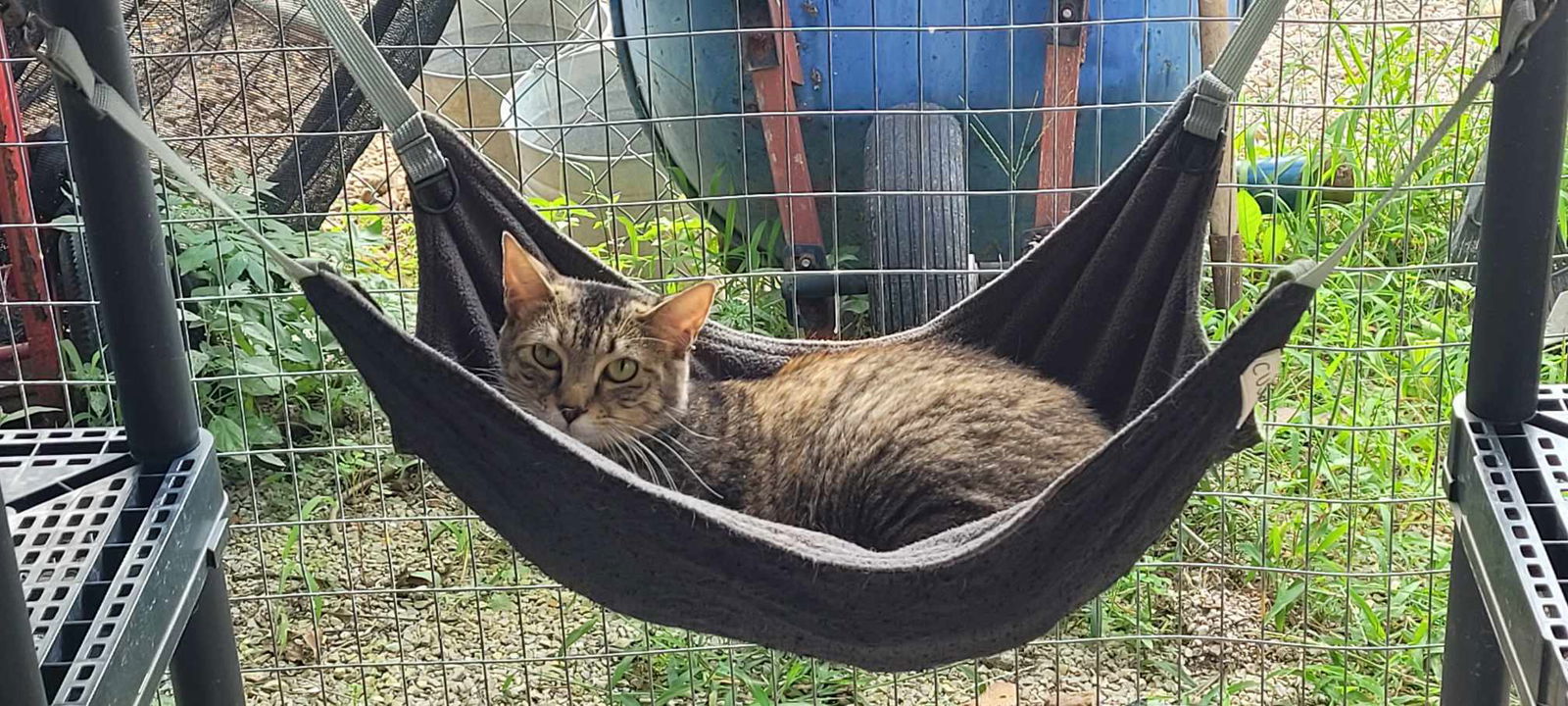 Marble, an adoptable Domestic Short Hair, Tabby in Stover, MO, 65078 | Photo Image 2