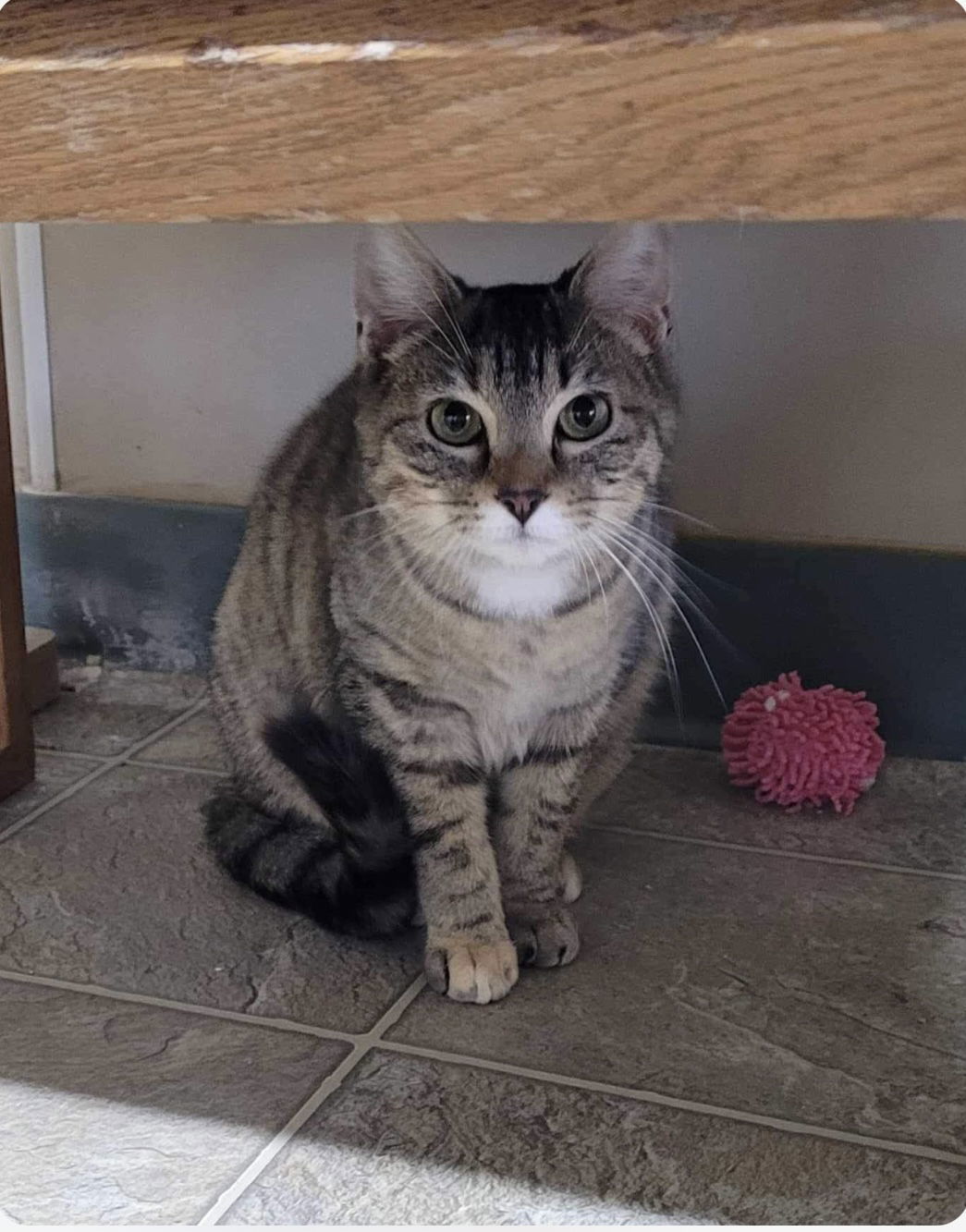 Marble, an adoptable Domestic Short Hair, Tabby in Stover, MO, 65078 | Photo Image 3