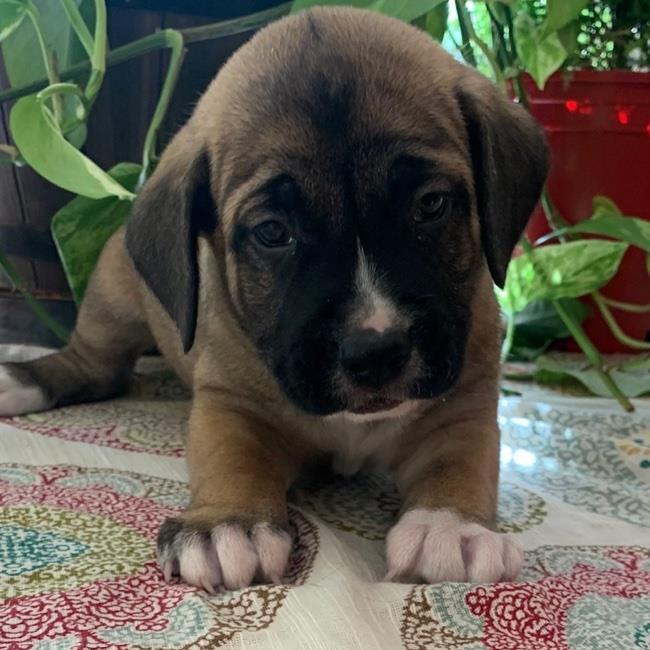 Dog for adoption Daley Pup Coyote, a Labrador Retriever & Boxer Mix