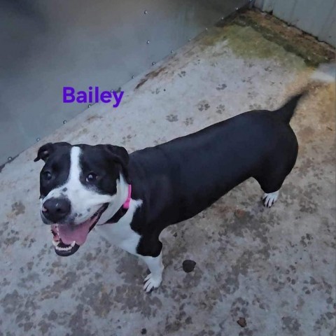 Bailey, an adoptable Mixed Breed, Labrador Retriever in Priest River, ID, 83856 | Photo Image 2