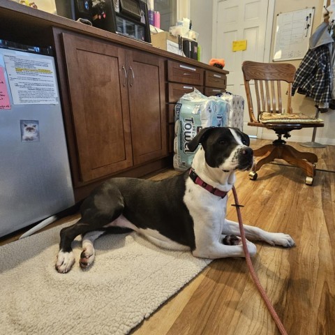 Bailey, an adoptable Mixed Breed, Labrador Retriever in Priest River, ID, 83856 | Photo Image 3