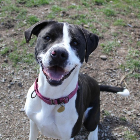 Bailey, an adoptable Mixed Breed, Labrador Retriever in Priest River, ID, 83856 | Photo Image 4