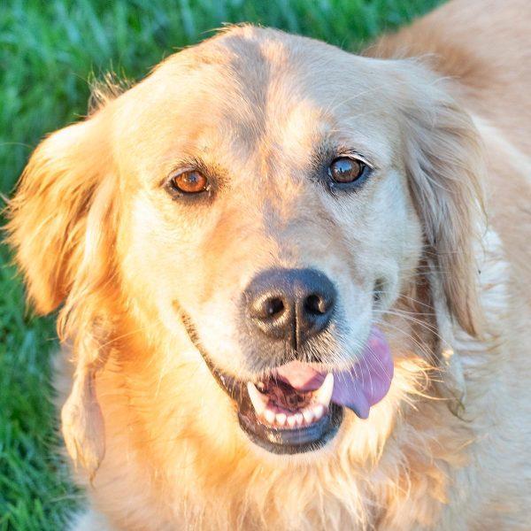 Amber best sale golden retriever