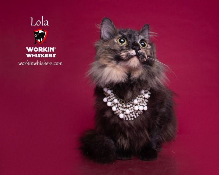 LOLA, an adoptable Maine Coon & Domestic Long Hair Mix in HEMET, CA_image-4
