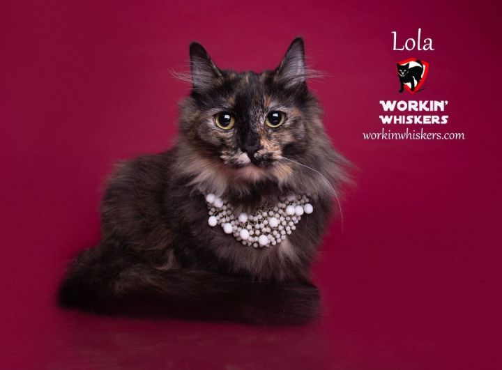 LOLA, an adoptable Maine Coon & Domestic Long Hair Mix in HEMET, CA_image-1