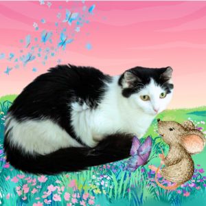 Bling, Adult Female Domestic Short Hair