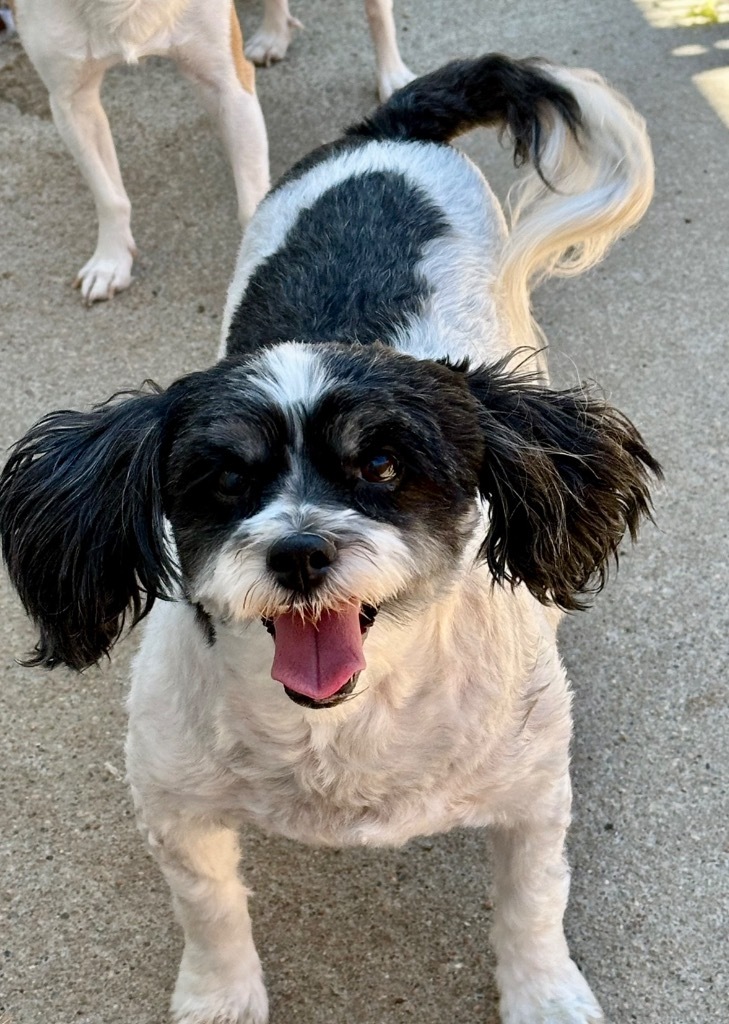 Saylor, an adoptable Shih Tzu in Hastings, NE, 68901 | Photo Image 1