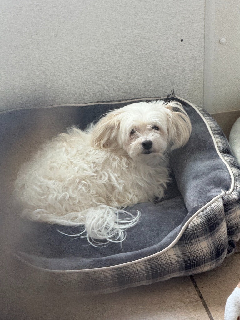 Magic, an adoptable Havanese in Hastings, NE, 68901 | Photo Image 1