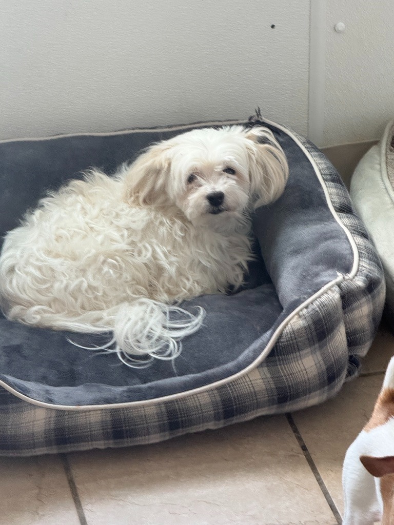 Magic, an adoptable Havanese in Hastings, NE, 68901 | Photo Image 2