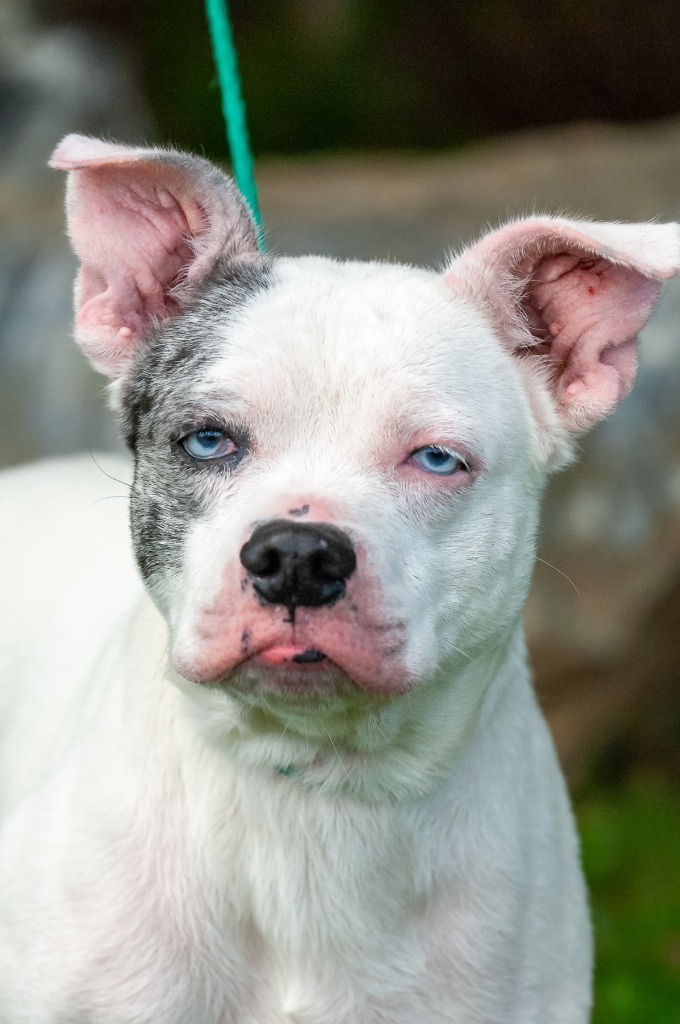 Miss Piggy, an adoptable Australian Shepherd in Johnson City, TN, 37604 | Photo Image 3