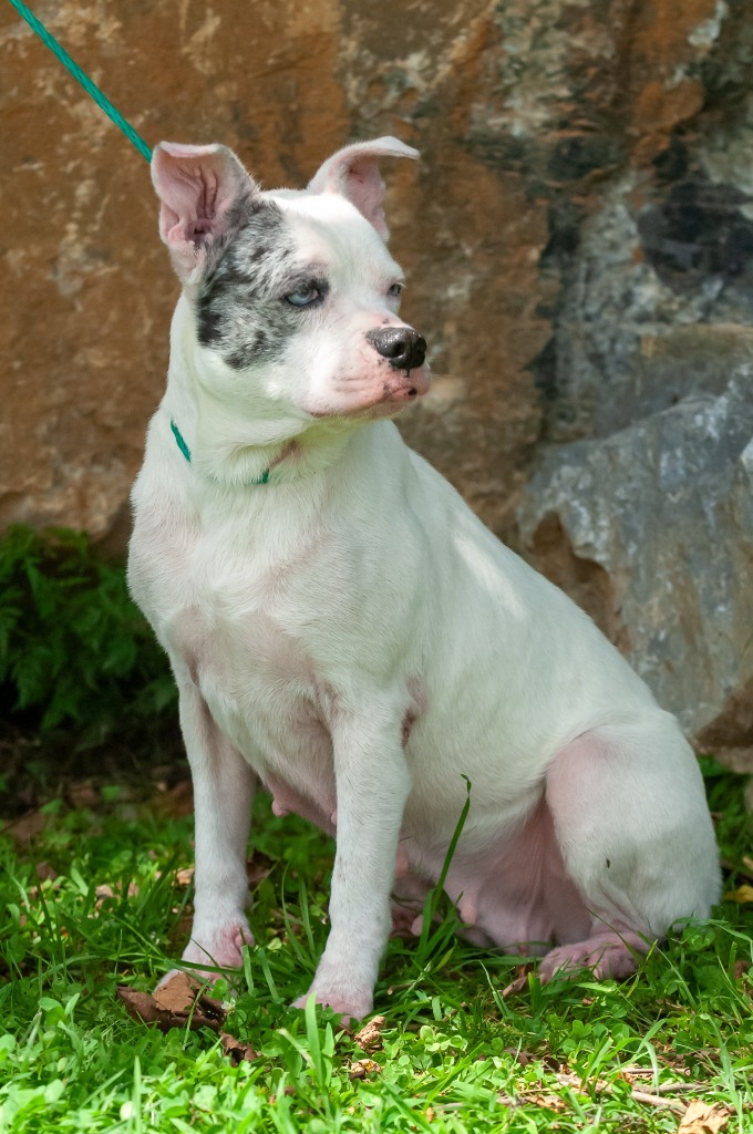 Miss Piggy, an adoptable Australian Shepherd in Johnson City, TN, 37604 | Photo Image 4