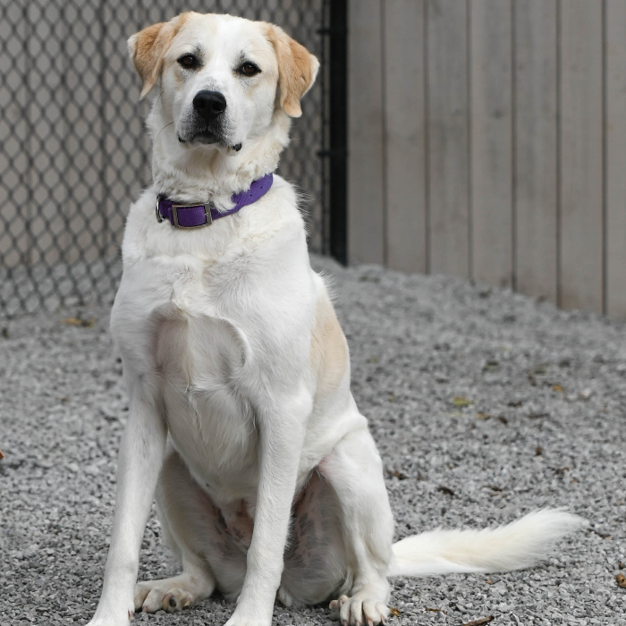 Callie the Great Pyr, an adoptable Great Pyrenees, Border Collie in Louisville, KY, 40206 | Photo Image 1