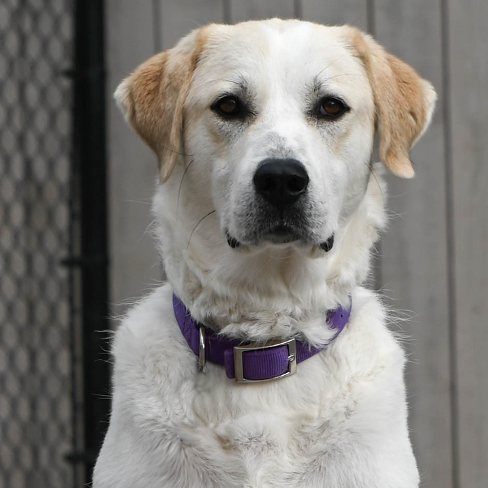 Callie the Great Pyr, an adoptable Great Pyrenees, Border Collie in Louisville, KY, 40206 | Photo Image 2