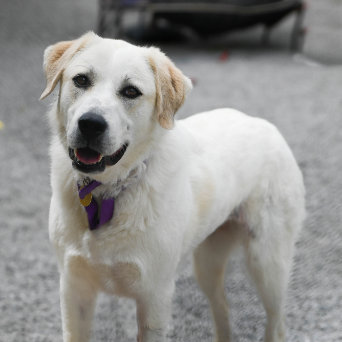 Callie the Great Pyr, an adoptable Great Pyrenees, Border Collie in Louisville, KY, 40206 | Photo Image 3