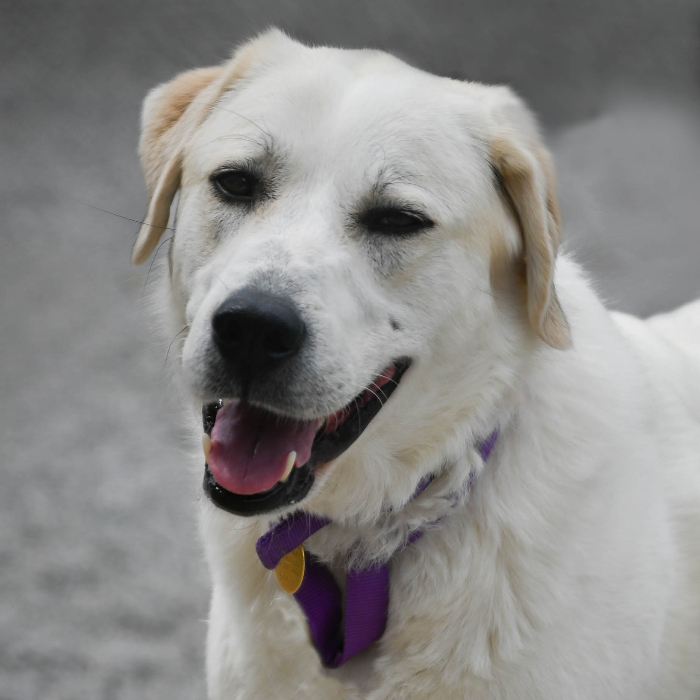 Dog for adoption - Callie the Great Pyr, a Great Pyrenees & Border ...