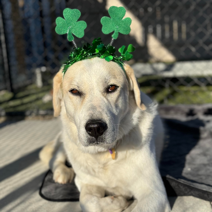 Callie the Great Pyr, an adoptable Great Pyrenees, Border Collie in Louisville, KY, 40206 | Photo Image 5