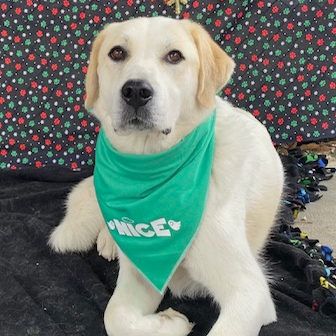 Callie the Great Pyr, an adoptable Great Pyrenees, Border Collie in Louisville, KY, 40206 | Photo Image 6