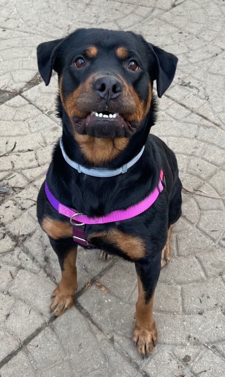 Petfinder rottweiler hot sale