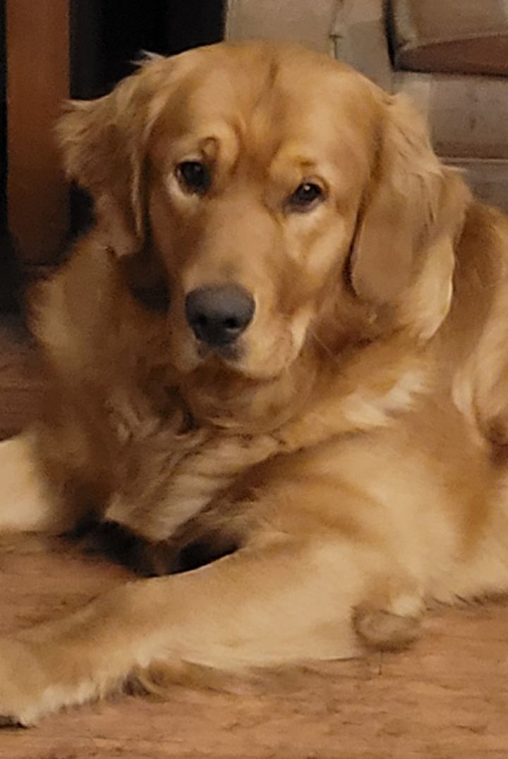 Golden best sale retriever petfinder