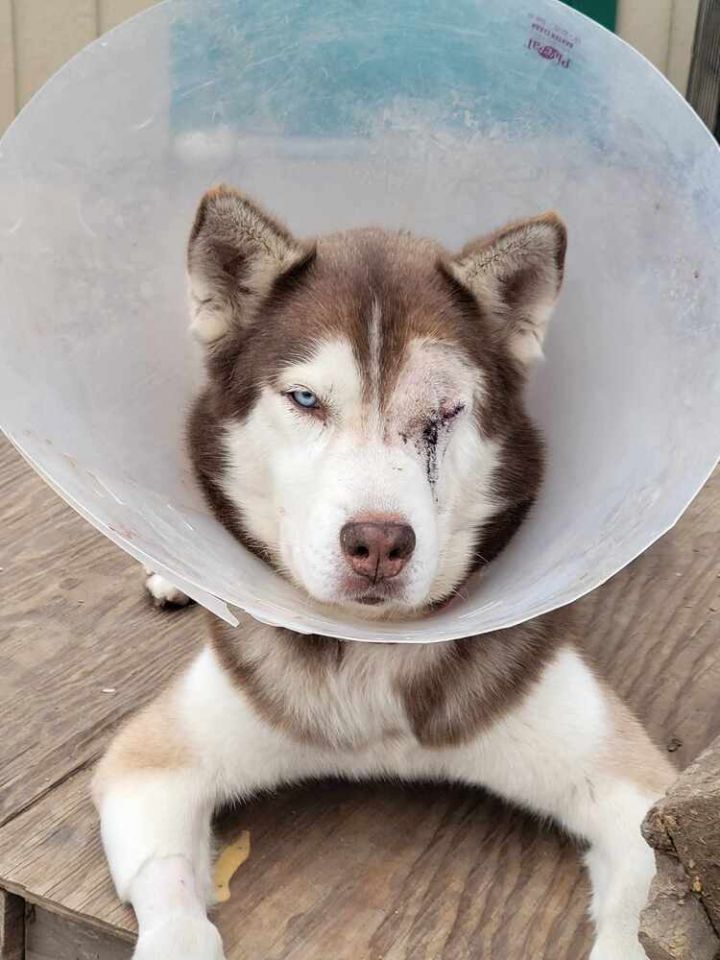 Dog for adoption - Finn, a Siberian Husky in Corsicana, TX | Petfinder