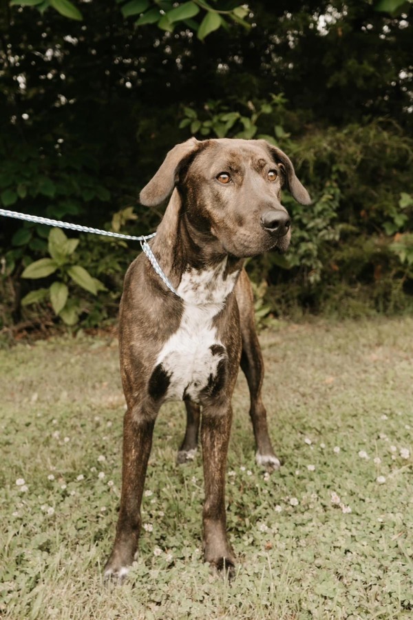 Catahoula mountain sale cur mix